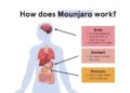 How Mounjaro Works for Weight Loss: Full Breakdown