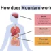 How Mounjaro Works for Weight Loss: Full Breakdown